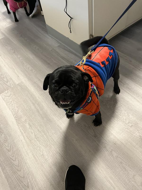 Frankie loves his special diet!