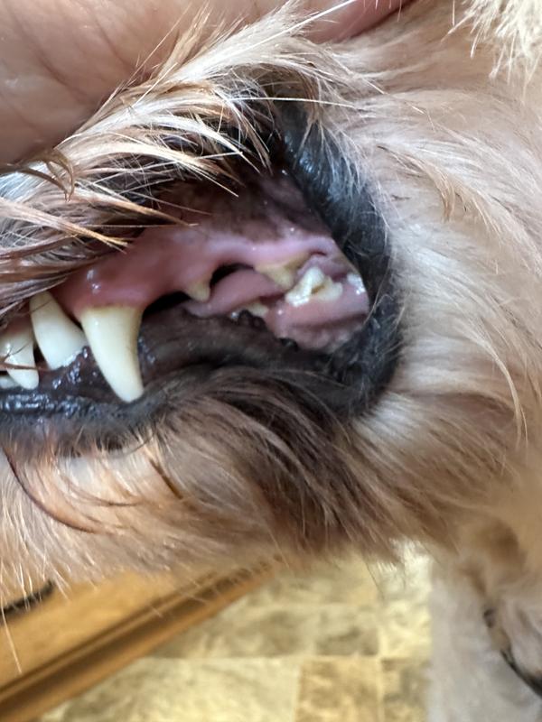 Kittydoodle’s teeth
