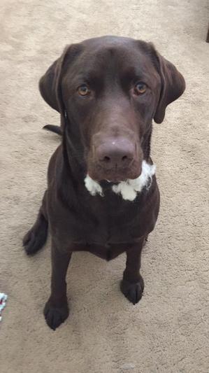 Give me my food or I'll eat the stuffing out of every toy.