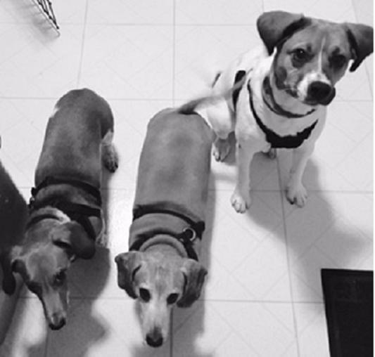 Chewy fromm dog food sales