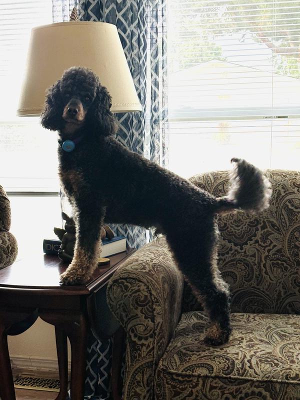 Chewy says thank you chewy.com