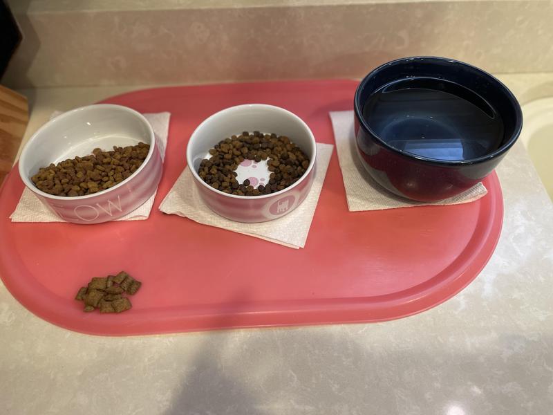 Bella loves her new (middle bowl) Rachael Ray Nutrish dry cat food