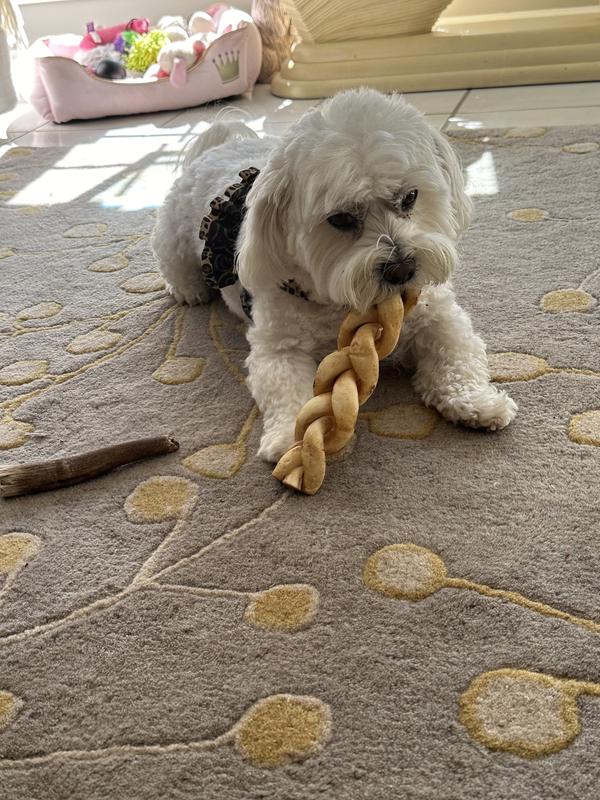 Little dogs enjoy big ones too.