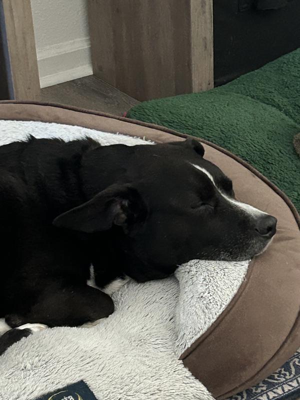 Satisfied furbaby post Shepherd Boy Farms fish recipe meal!