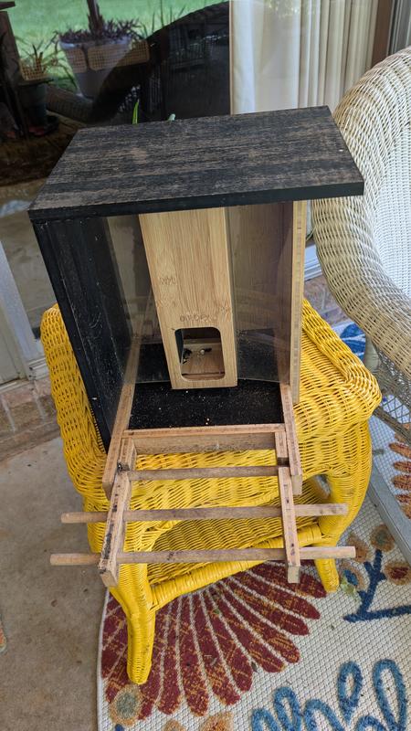 Condition of feeder at estimated 10wks