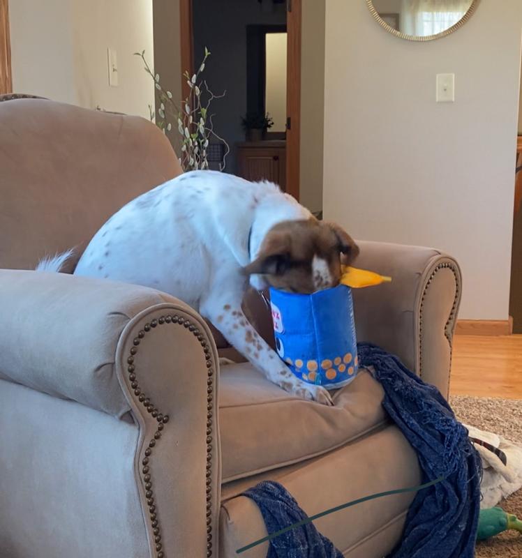 "scavenger instinct"