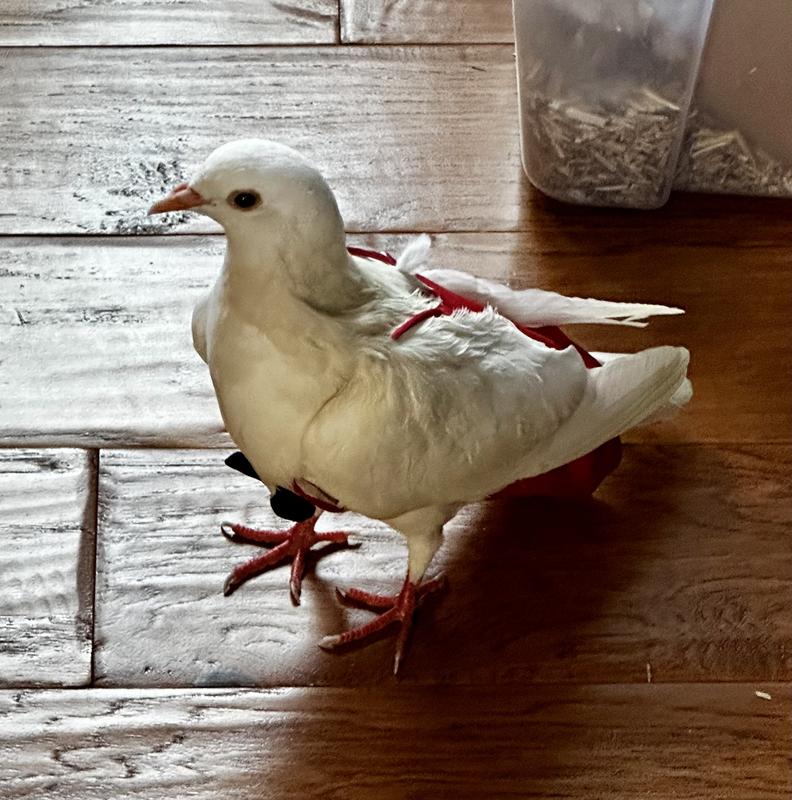 My beautiful Dove is so happy!