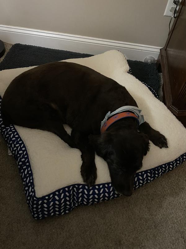 Comfortable Sweet Boykin Boy