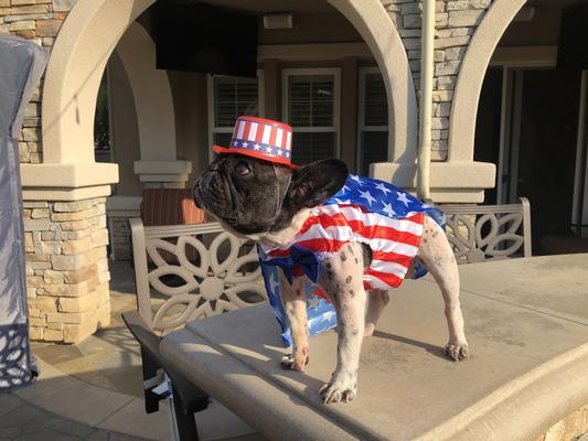 RUBIE'S COSTUME COMPANY Uncle Sam Dog Costume, Medium - Chewy.com