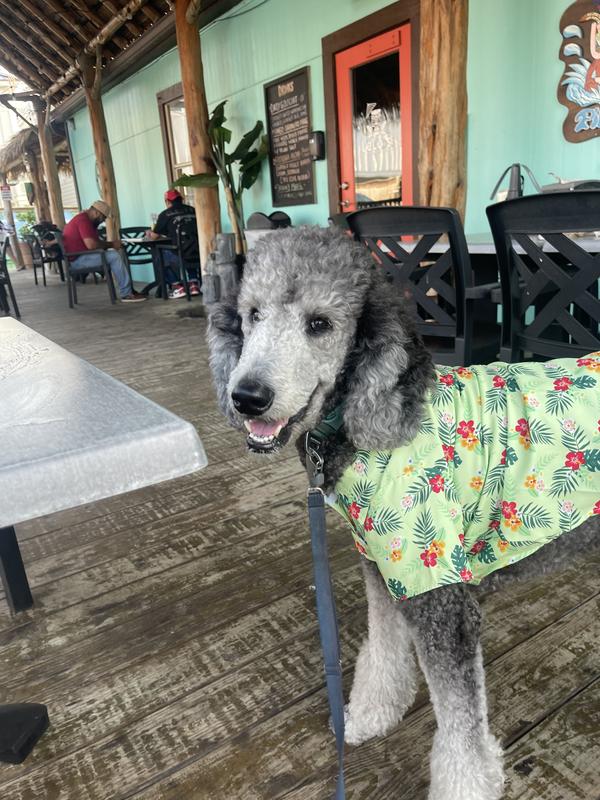 My beach poodle boy