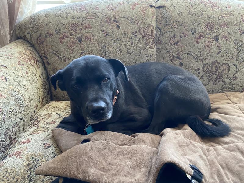 Oh, how I love my couches!