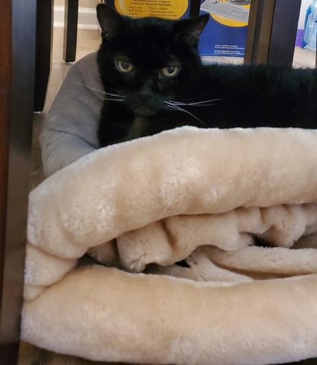 Winston enjoying this cat bed
