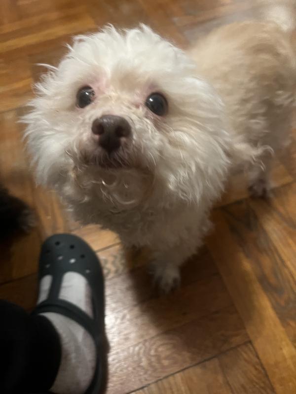 This is Supreme and his coat is very curlyand dry. He was matted I just finished removing the matted hairs out, next step is to bath him and get him looking good again.💕💕