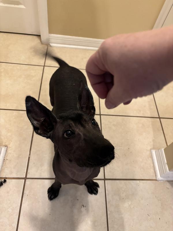 The blurry tail says it all