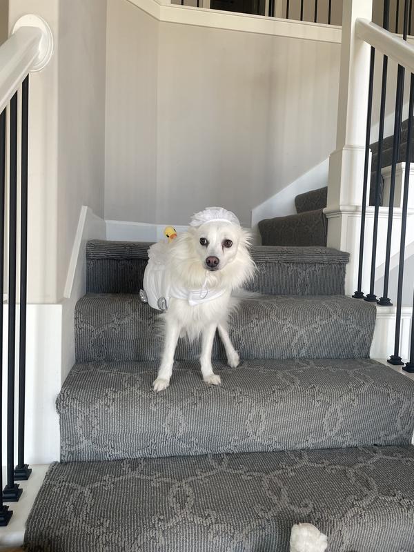 20lb American Eskimo wearing it