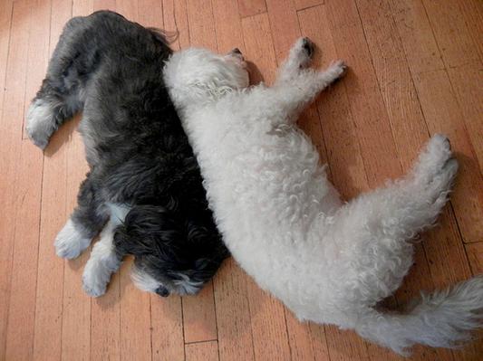 sammi & kuma spooning