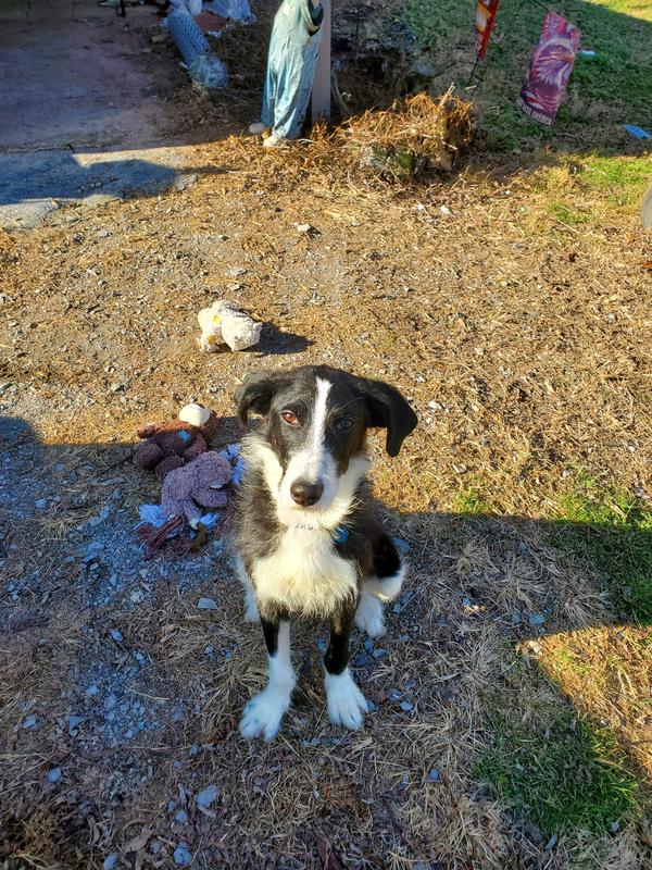 Langston brought his toys out to share.