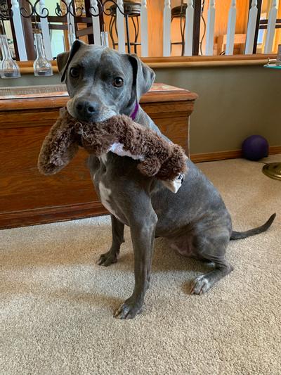 Kong scrunch knots squirrel dog clearance toy