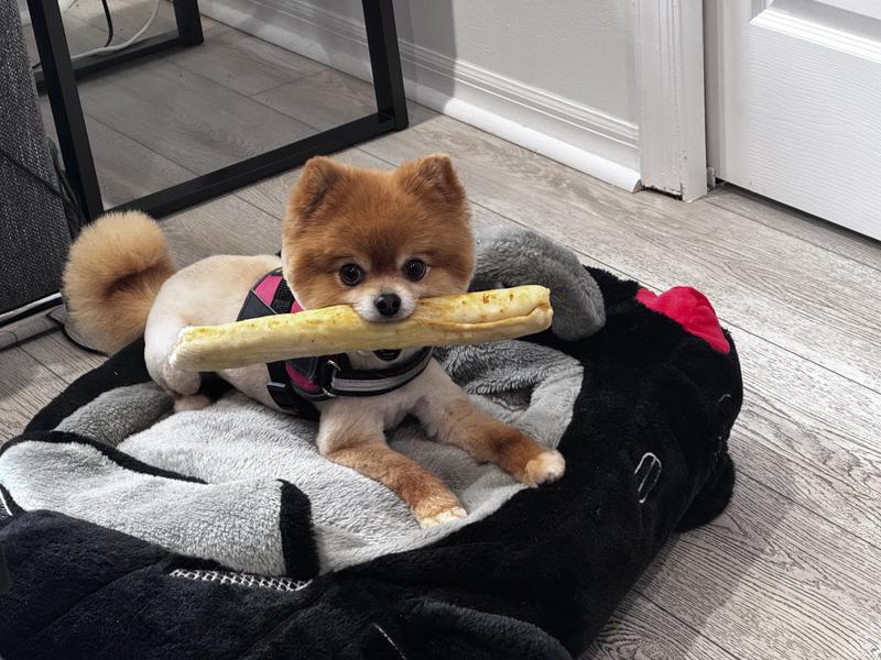 King Max takes his chew and relaxes in his FURCEDES