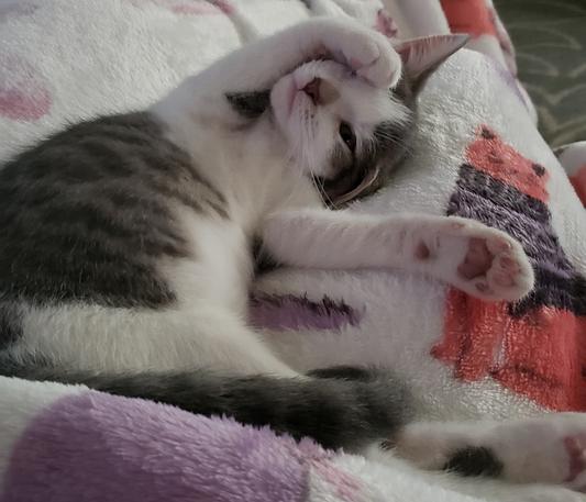 It's exhausting to be a kitten!