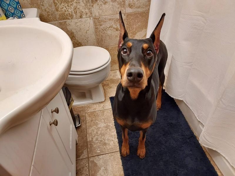 Her fourth attempt at begging to have her teeth brushed for the second time that night.