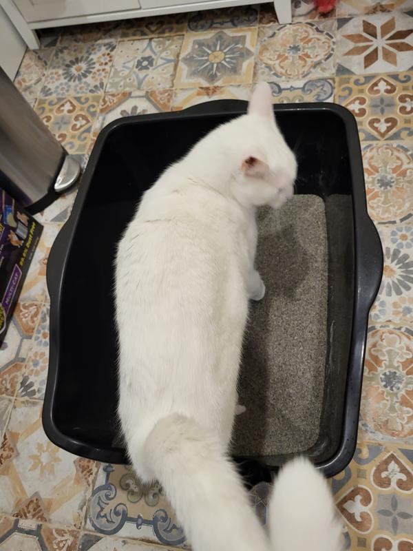 Nature's Miracle Just for Cats Advanced High Sided Cat Litter Box