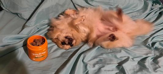 My pomeranian after eating a Stay Green Digestive Bite for dogs