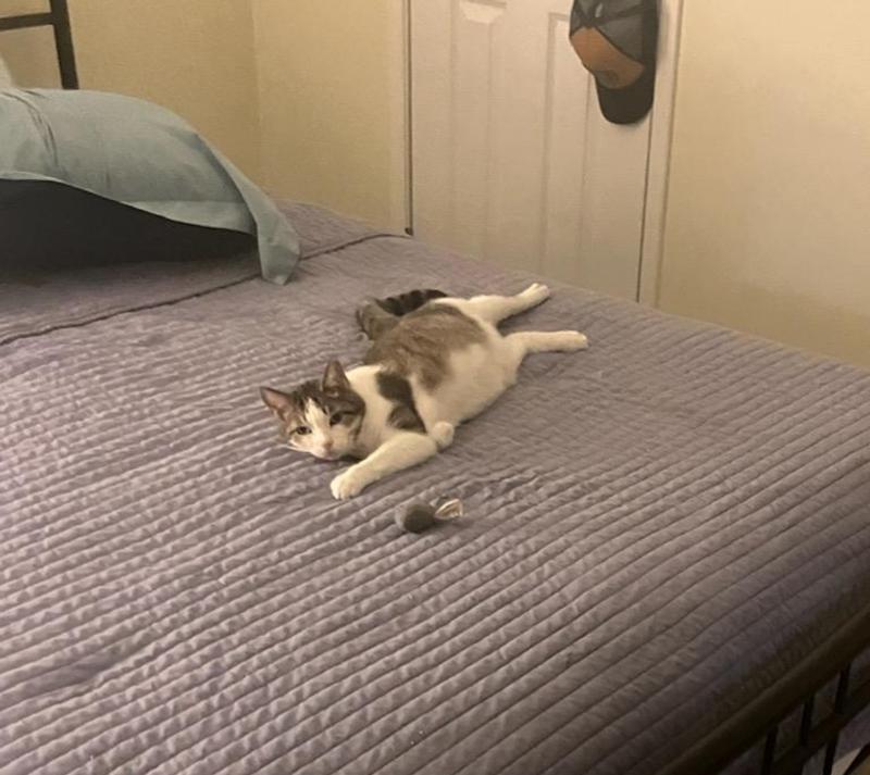 Issy,at her fosters, newly rescued from many years on the streets!