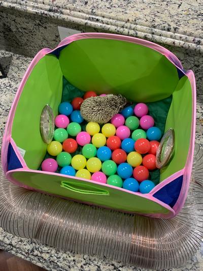 Pop n play ball pit best sale for ferrets