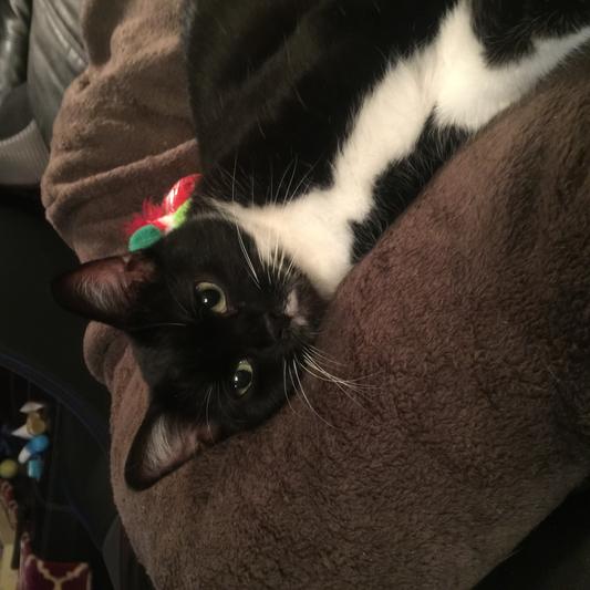 My Sweet Sammy