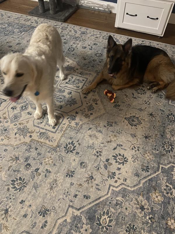 We are here for the toy!