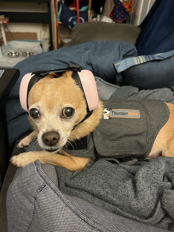 Tabby with ear muffs