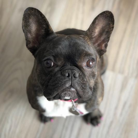 Nrg dog food reviews sales