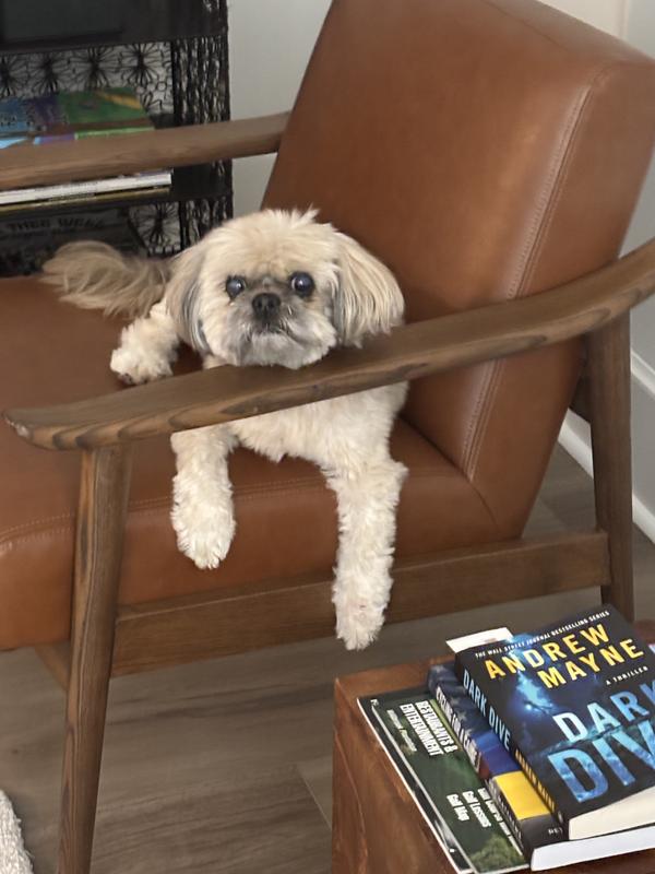 My puppy dog age 14 1/2