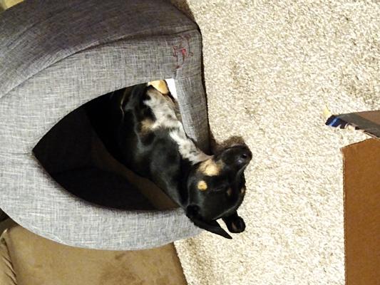 Dachshund/Jack Russell mix sleeps comfortably
