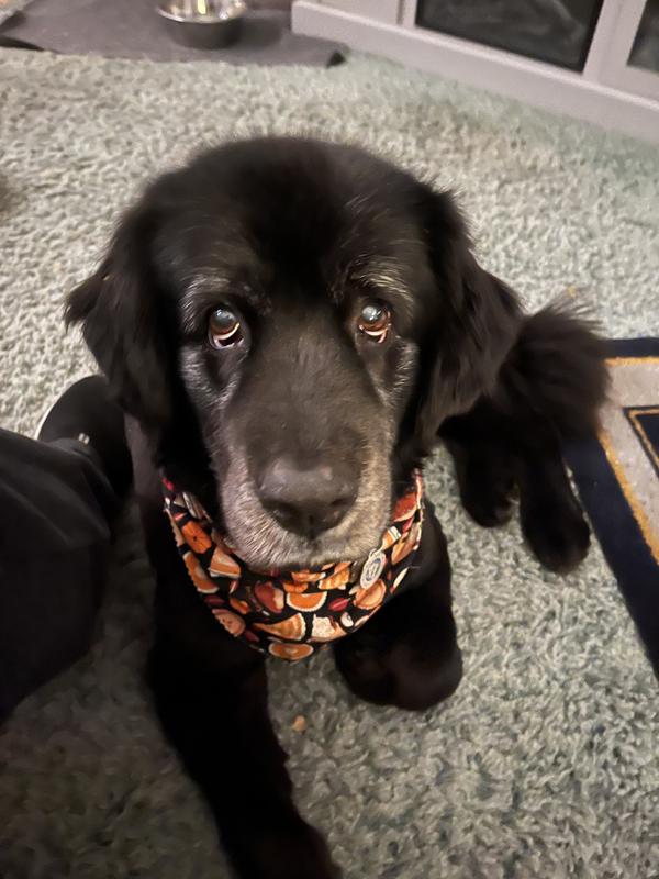 Ziva