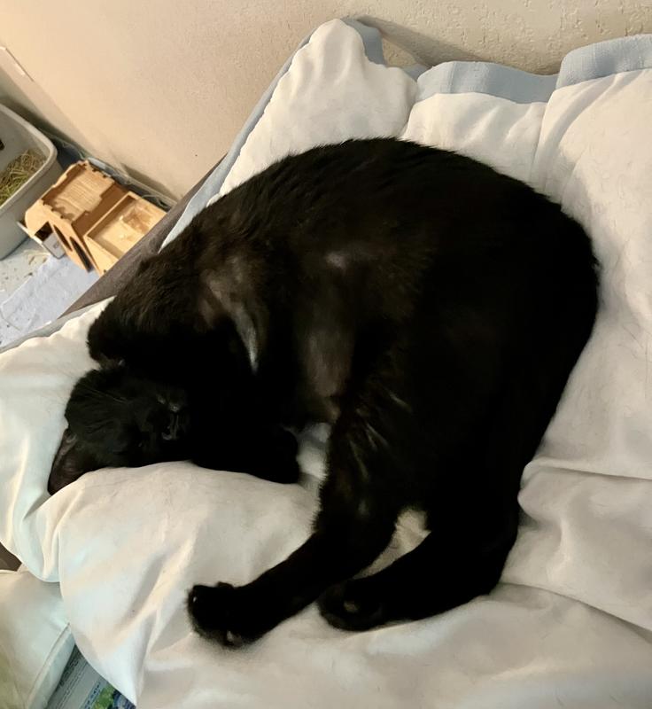 Black hole house panther ignoring new toy (Akasha)