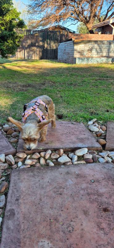just showing off my new harness