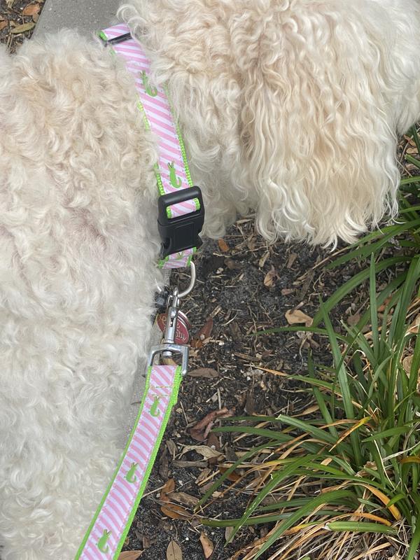 Matching collar and leash