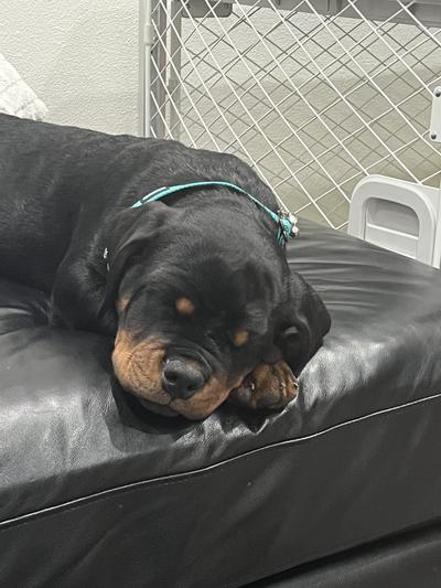 Full Belly makes great naps!