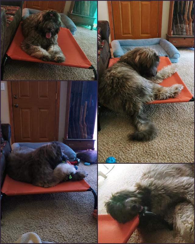 Gébo is still an antsy pup but loves it.