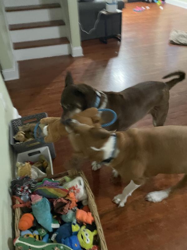 They even played tug together for a few minutes!