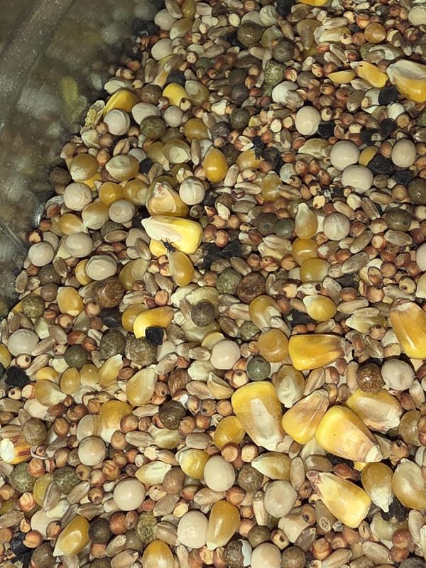 Boll weevils in feed bag.