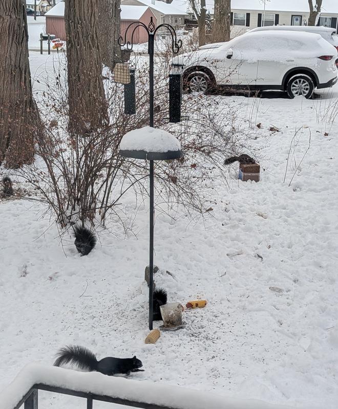 Black squirrel