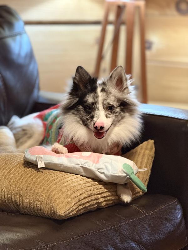Cricket sitting on the couch with nicely trimmed paws!