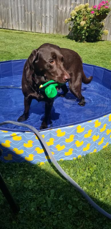 New pool, new toy