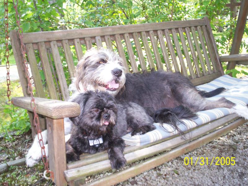 Buddy and Rocko relaxing at camp.