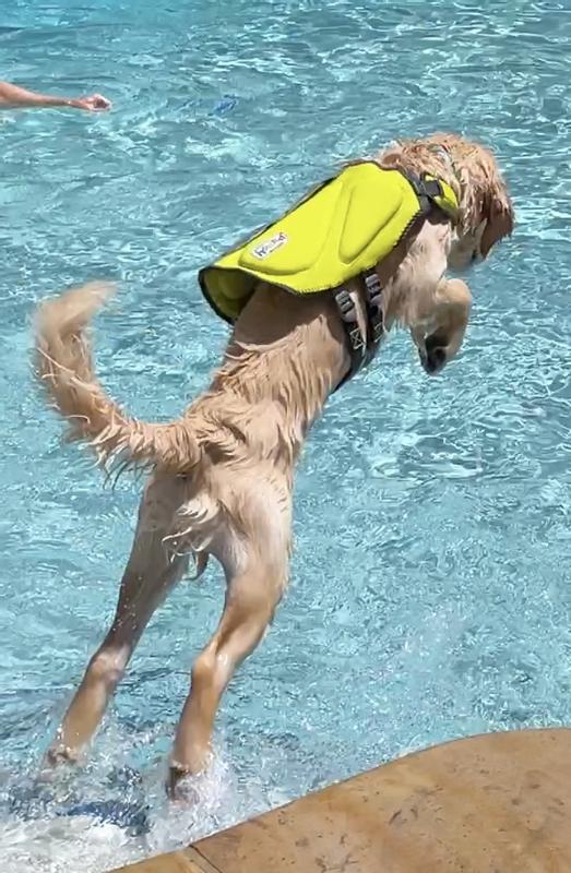 Jumping Pup