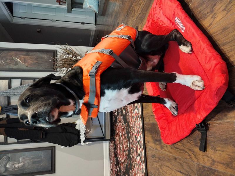 Giant breed dog hot sale life jacket