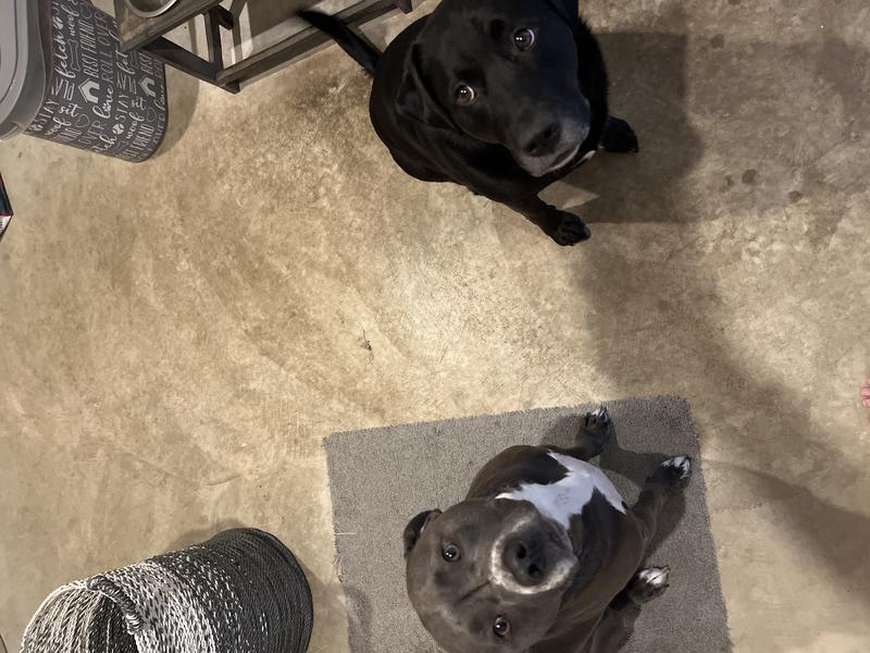 Staring at the food, waiting for more